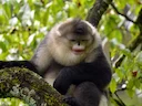 Swart stompneusapie (Rhinopithecus bieti), 3 of 4