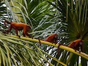Guyanase rooi skreeuapie (Alouatta macconnelli), 3 of 5