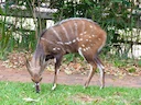 Noordelike bosbok (Tragelaphus scriptus), 2 of 5