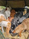 Salut à tous

Deuxième journée de chasse avec découpler de 11 chiens
Un pied difficile,mais levé vers 10h du matin
Arrêté 9. Chiens vers 12h
Biotope difficile de kermess 