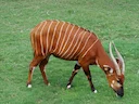 Oos-bongo
