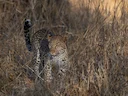 Luiperd (Veldluiperd) (Panthera pardus pardus), 2 of 3