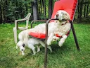 How to Introduce Your Older Hunting Dog to a Puppy
Some Tips for Young and Old Dogs Living Together
You're likely pretty excited about bringing your new puppy home. Your 