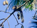Sri Lanka-reusaghoorn (Ratufa macroura), 2 of 3