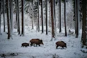 La Chasse aux PYRÉNÉES-ORIENTALES: Explorez la Géographie, Naviguez dans les Spécificités et Découvrez des Faits Intéressants

Le département des Pyrénées-Orientales, sit