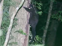 Kortoor-borselpotlood (Trichosurus caninus), 3 of 3