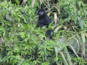 Wes-Java-langour (Trachypithecus mauritius), 2 of 5