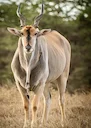 Eland Hunting in Africa: Locations, Methods, Season, Price. A Comprehensive Guide for the Serious Hunter

Eland, the largest of the antelope species, offers a unique and 