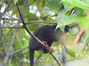 Goudhand-tamaryn (Saguinus midas), 3 of 3
