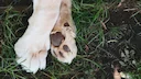 Creuse: un sanglier porteur de la maladie d’Aujeszky, un chien de chasse retrouvé mort
Un sanglier testé positif à la maladie d’Aujeszky a été découvert à Clugnat, dans Creuse: un sanglier porteur de la maladie d’Aujeszky, un chien de chasse retrouvé mort
Un sanglier testé positif à la maladie d’Aujeszky a été découvert à Clugnat, dans