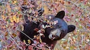 WISCONSIN BOWHUNTER ATTACKED BY BLACK BEAR

When you’re hunting from a treestand, the last thing you expect is for a bear to climb up to attack you. Unfortunately, that’s