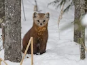 Amerikaanse marter (Amerikaanse marder)