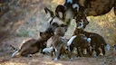 Attention Wildlife Enthusiasts & Adventure Hunters: The Ultimate African Hunting Ground Revealed
Kafue National Park: Africa's Premier Destination for Observing African W