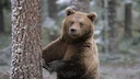 Brown Bear

The brown bear has several unusual habits that are rarely noticed in the literature. The character of the bear is often overlooked, despite the popularity of 
