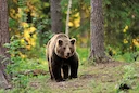 Michigan's Upper Peninsula Bear Harvest for 2025 Exceeds Management Goal

The preliminary results are in for Michigan's 2025 bear season, and the Upper Peninsula bear tak