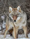 Female Coyote 

Photography: Dee Clark