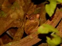 Spektrale tarsier (Tarsius tarsier), 2 of 2