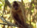 Swartstreep-kapusien (Sapajus libidinosus), 1 of 4