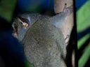 Peleng-tarsier (Tarsius pelengensis), 5 of 5