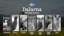 Hunting Periods and Local Rules in DALARNA: Species You Can Hunt Throughout the Year, Seasonal Activity of Game, and the Steps to Get a Legal Hunting License in the Regio