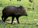 Collared Peccary (Pecari tajacu), 4 of 4