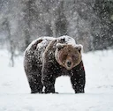 Bjørne (lat. Ursidae) er en familie af pattedyr fra ordenen Carnivora. De adskiller sig fra andre repræsentanter for hunde ved at have en kraftigere fysik. Bjørne er altæ