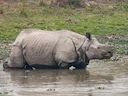 Indiese neushoring (Rhinoceros unicornis), 3 of 4