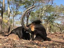 Hunting in Cuando Cubango (Angola): Natural specifics, Hunting Methods, Traditions, Associations, Laws, Interesting Facts
Nestled in the southeastern corner of Angola, t Hunting in Cuando Cubango (Angola): Natural specifics, Hunting Methods, Traditions, Associations, Laws, Interesting Facts
Nestled in the southeastern corner of Angola, t