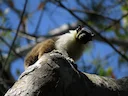Brasiliaanse kaalgesig-tamarijn (Saguinus bicolor), 2 of 3