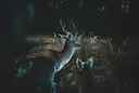 Natural England CL55 Deer Night Shooting Licence 2026: Thermal Imaging Now Legal for Deer Control in England 

Natural England's streamlined CL55 deer night shooting lice