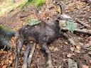 Chamois ( Rupicapra rupicapra) hunted in Slovenia with Pannonvad .
Szlovéniában a Pannonvad vadászvendége ejtette el a képen látható zergebakot .
Tap de caprā neagrā vä Chamois ( Rupicapra rupicapra) hunted in Slovenia with Pannonvad .
Szlovéniában a Pannonvad vadászvendége ejtette el a képen látható zergebakot .
Tap de caprā neagrā vä