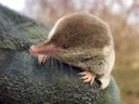 Algemene spitssiek (Sorex araneus), 1 of 4