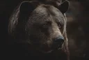 Colombie-Britannique: le débat sur la chasse au grizzli relancé après une attaque 

Une attaque de grizzli à Bella Coola relance le débat sur l’interdiction de la chasse 