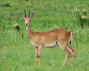 Hunting in Kasese, Uganda: Big Game Enthusiasts Seeking Thrilling Encounters, Associations and Clubs for Hunters

The predawn air in Kasese carries the scent of snow from