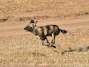 Afrika-wildehond (Wildehond)