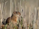 Idaho-grondseekat (Urocitellus brunneus), 4 of 5