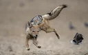 'Jackal leap over rocks' Image by Kathy Kay.

Finalist in 'The Best of 2022' Category - Pangolin Photo Challenge 