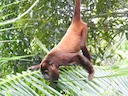 Colombiaanse Rooi Skreeuapie (Alouatta seniculus), 2 of 3