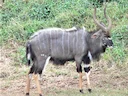 Laaglandnyala (Tragelaphus angasii), 3 of 4