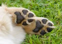 Essonne: un chien de chasse décède de la maladie d'Aujeszky 

Un chien de chasse est mort dans l'Essonne après avoir contracté la maladie d'Aujeszky, vraisemblablement au