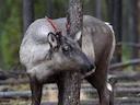 Reënbeer (Rangifer tarandus), 1 of 10