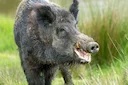 🐗 Сезон охоты на кабана в Кировской области 2026-2027: сроки, лимит 92 особи и жесткие правила безопасности

С 1 июня 2026 года в Кировской области официально стартует д
