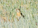 Rooiwang-grondeekhoorn (Spermophilus erythrogenys), 4 of 5