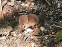 Algemene spitssiek (Sorex araneus), 2 of 4
