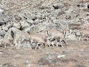 Blou skaap (Pseudois nayaur), 7 of 7