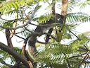 Collie-seekhoring (Sciurus colliaei), 3 of 4
