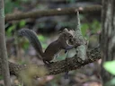 Deppe-seekatjie (Sciurus deppei), 5 of 7