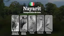 Temporadas y períodos de Caza en Nayarit: Periodos Legales, Comportamiento de la Fauna y Requisitos de Licencia

Nayarit, uno de los estados más biodiversos de México, of