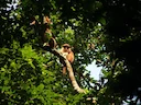 Thollon se rooi kolobus (Piliocolobus tholloni), 2 of 5