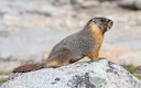 Geelbuikmarmot